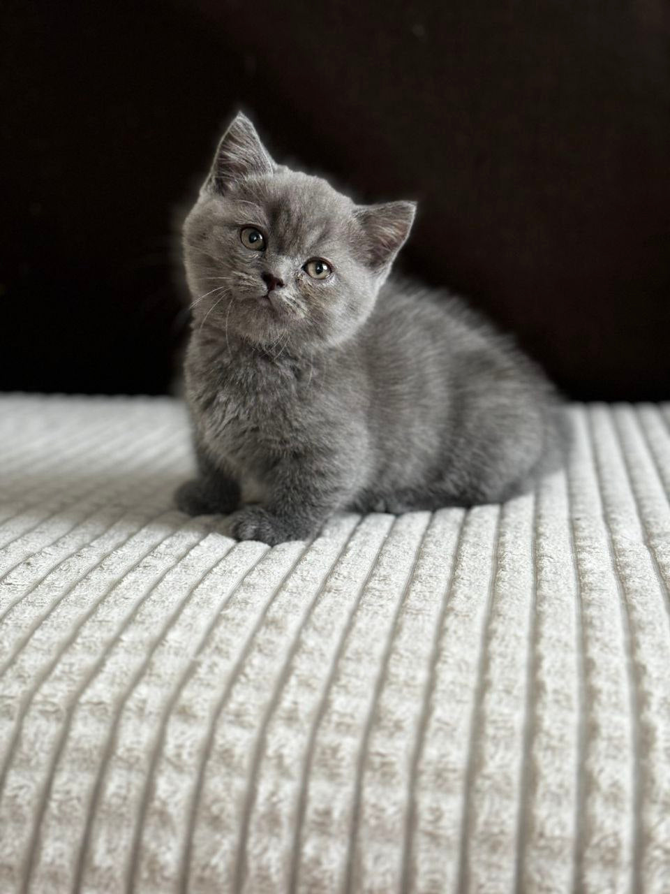 Abricot