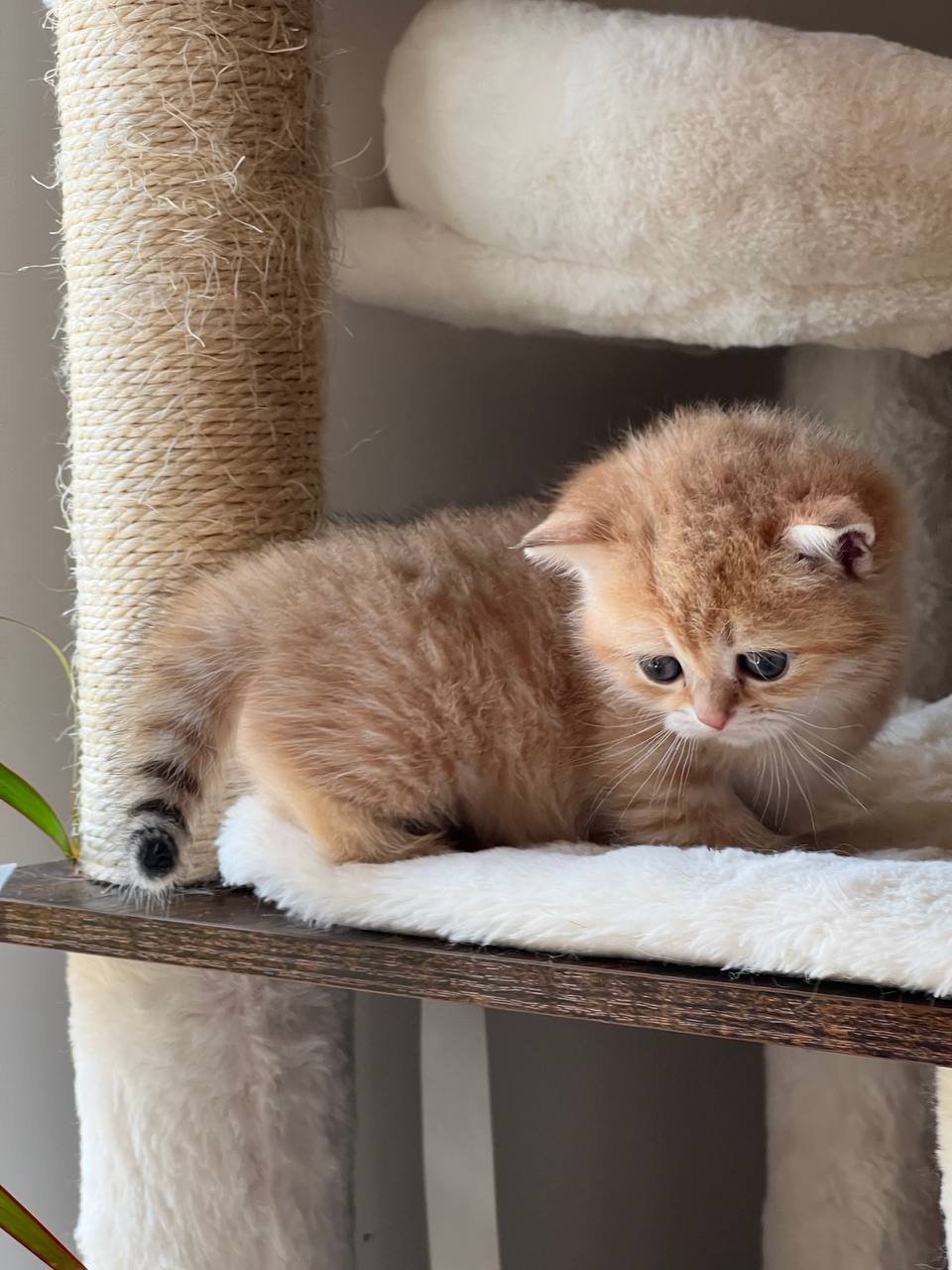 Chloe