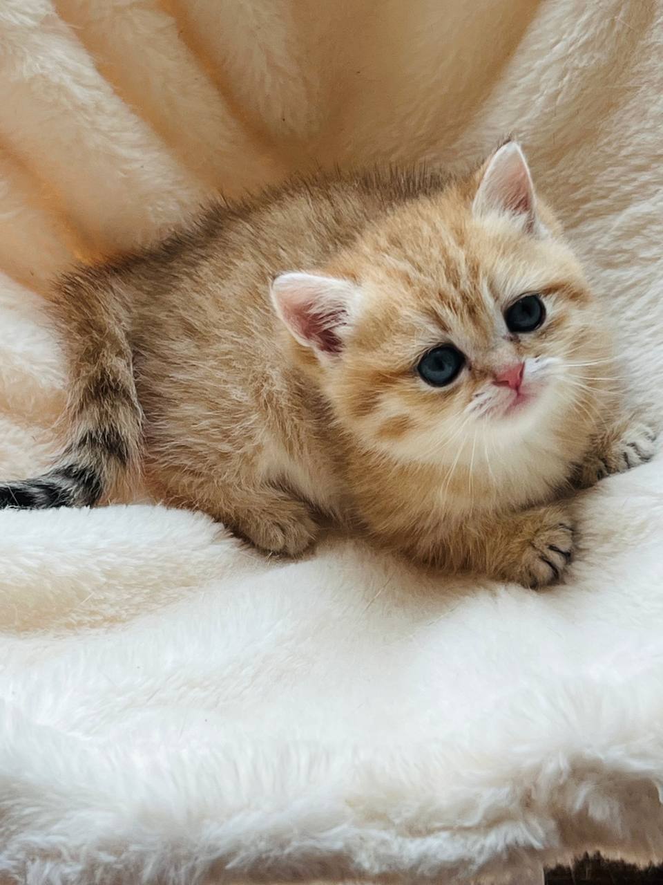 Chloe