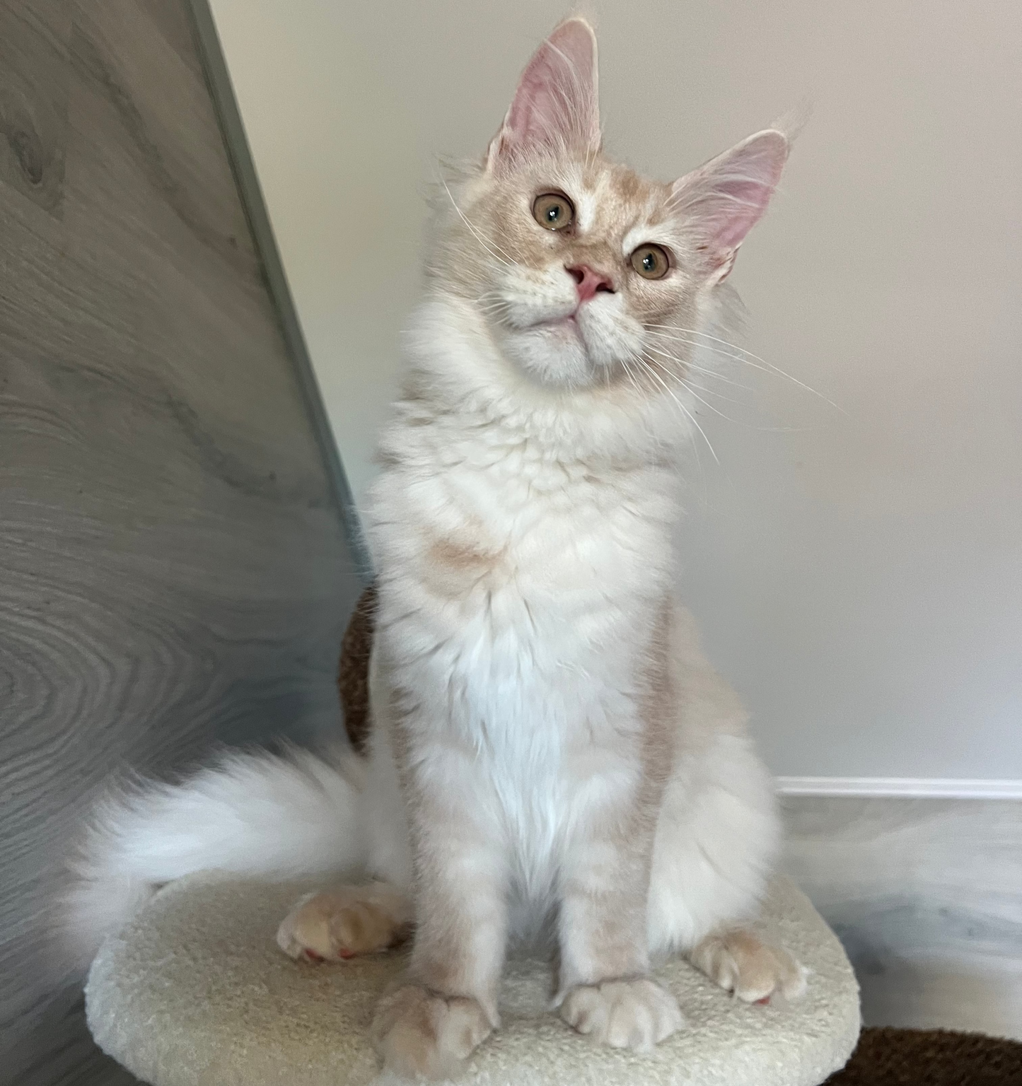 Milo