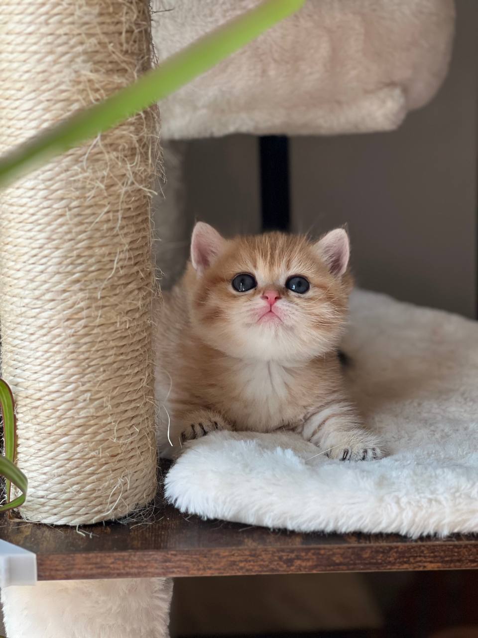 Chloe