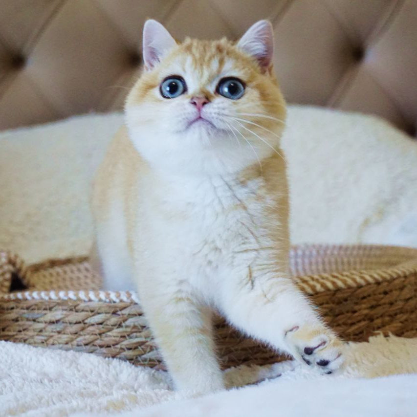 Joni
