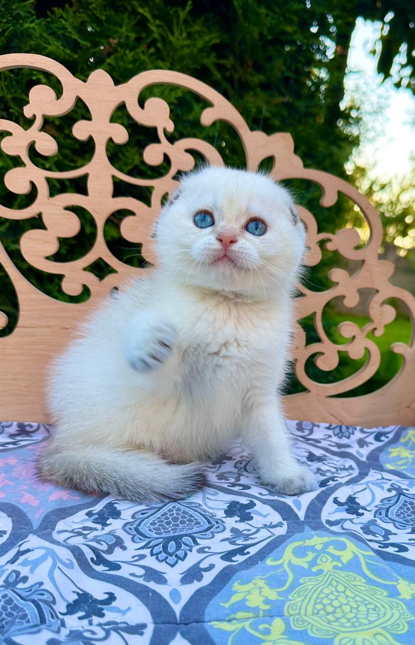 Cloud