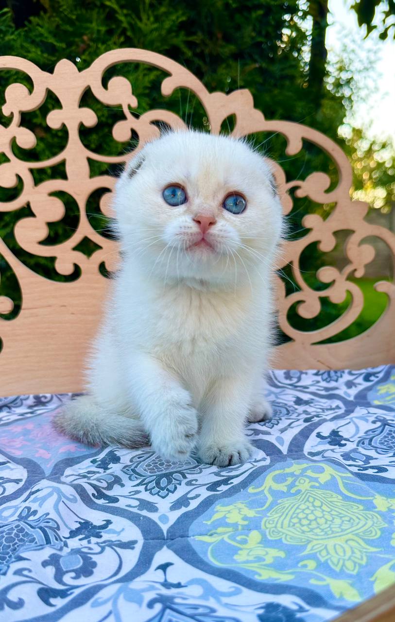 Cloud