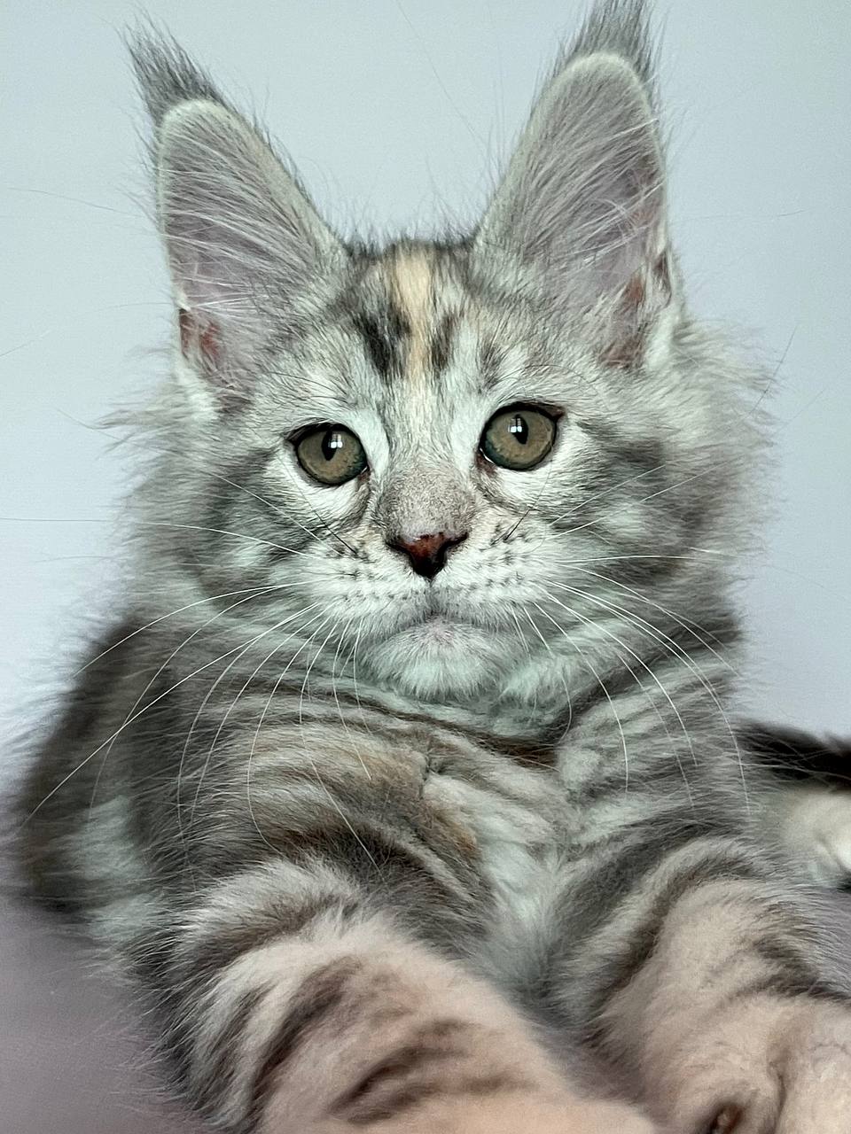 Gloria