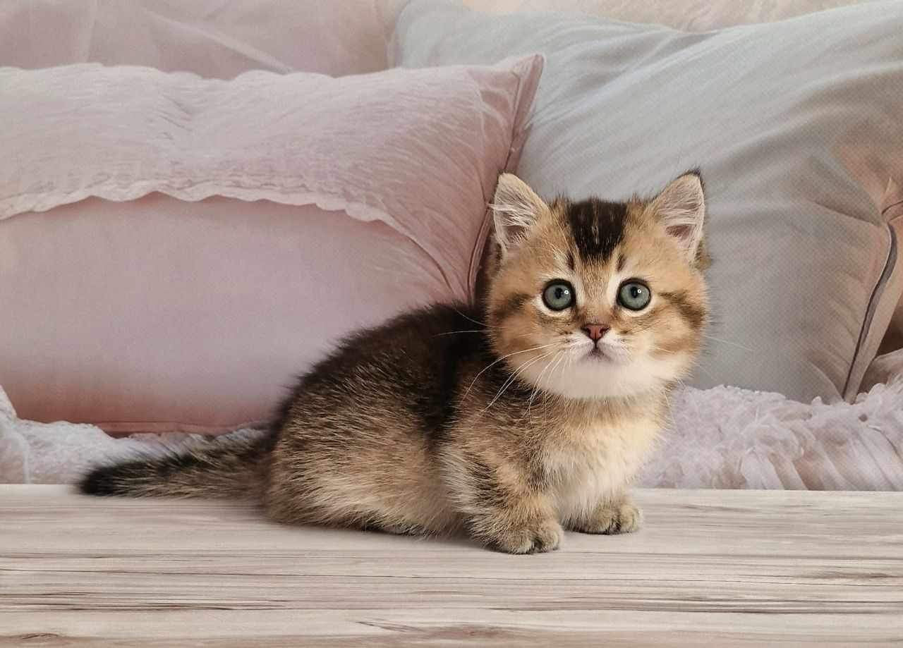 Mojo