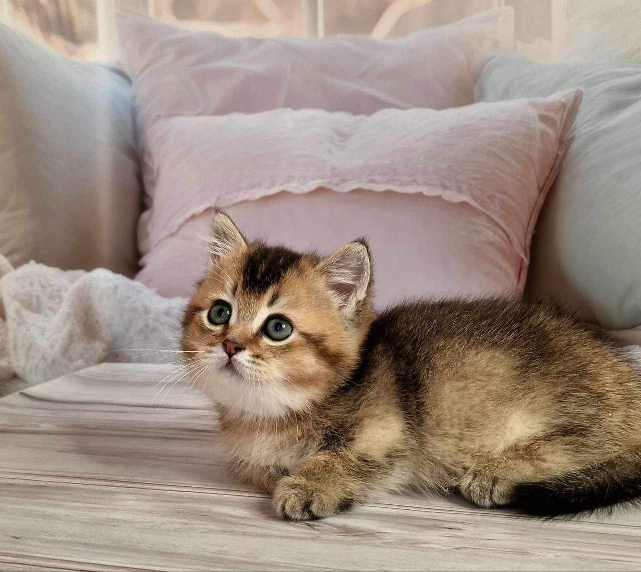 Mojo