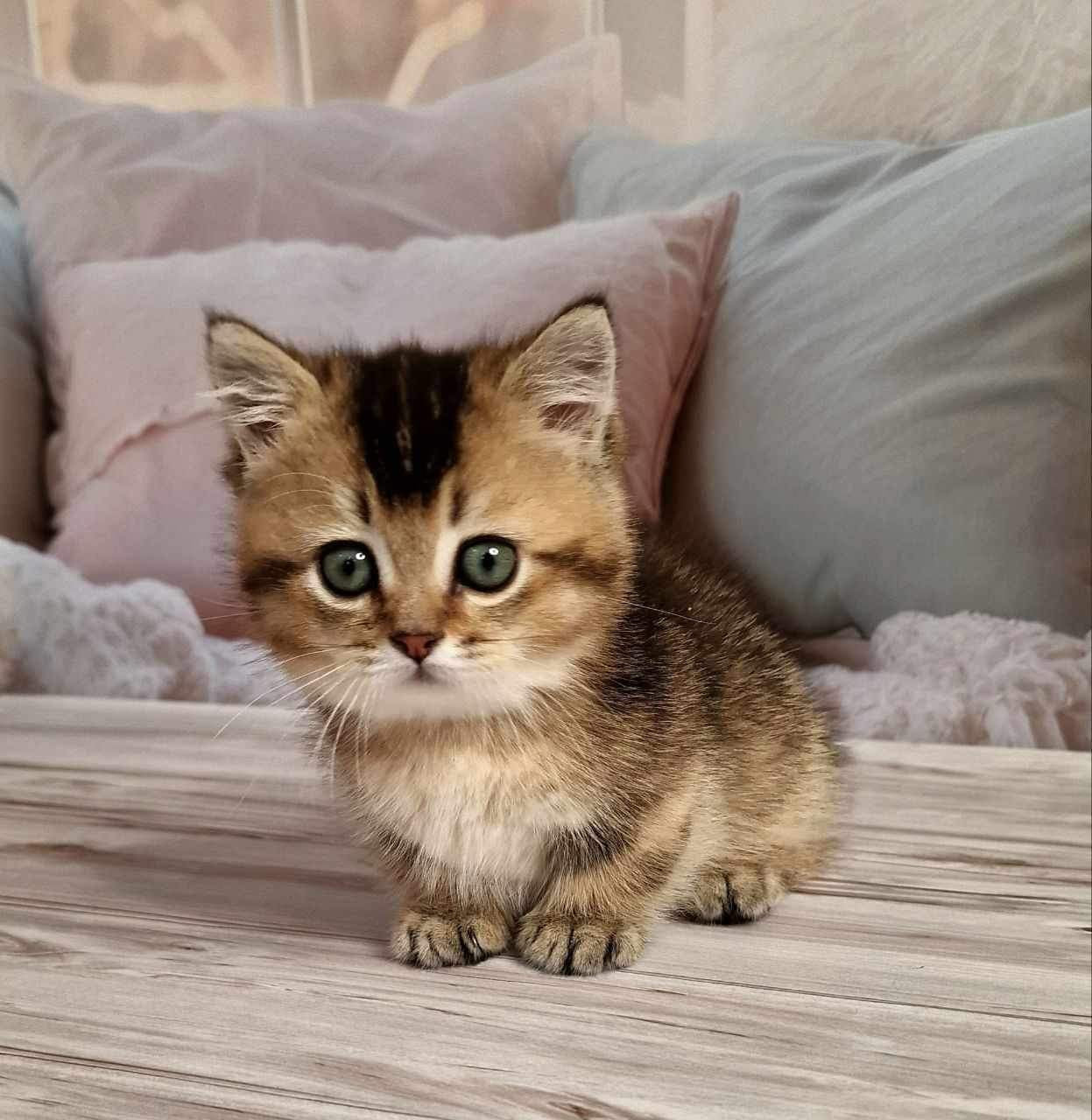 Mojo