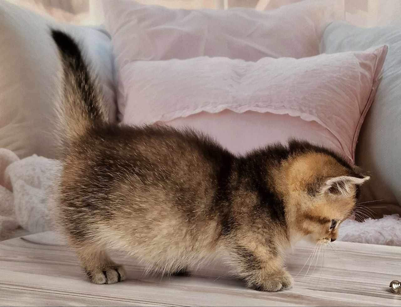 Mojo