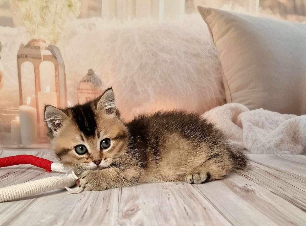 Mojo