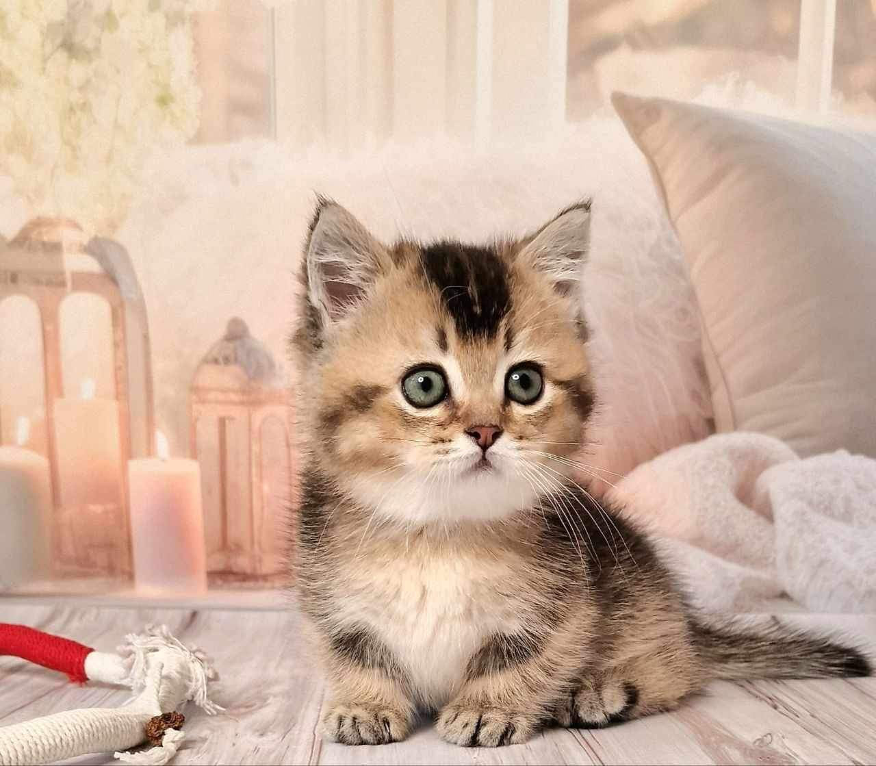 Mojo
