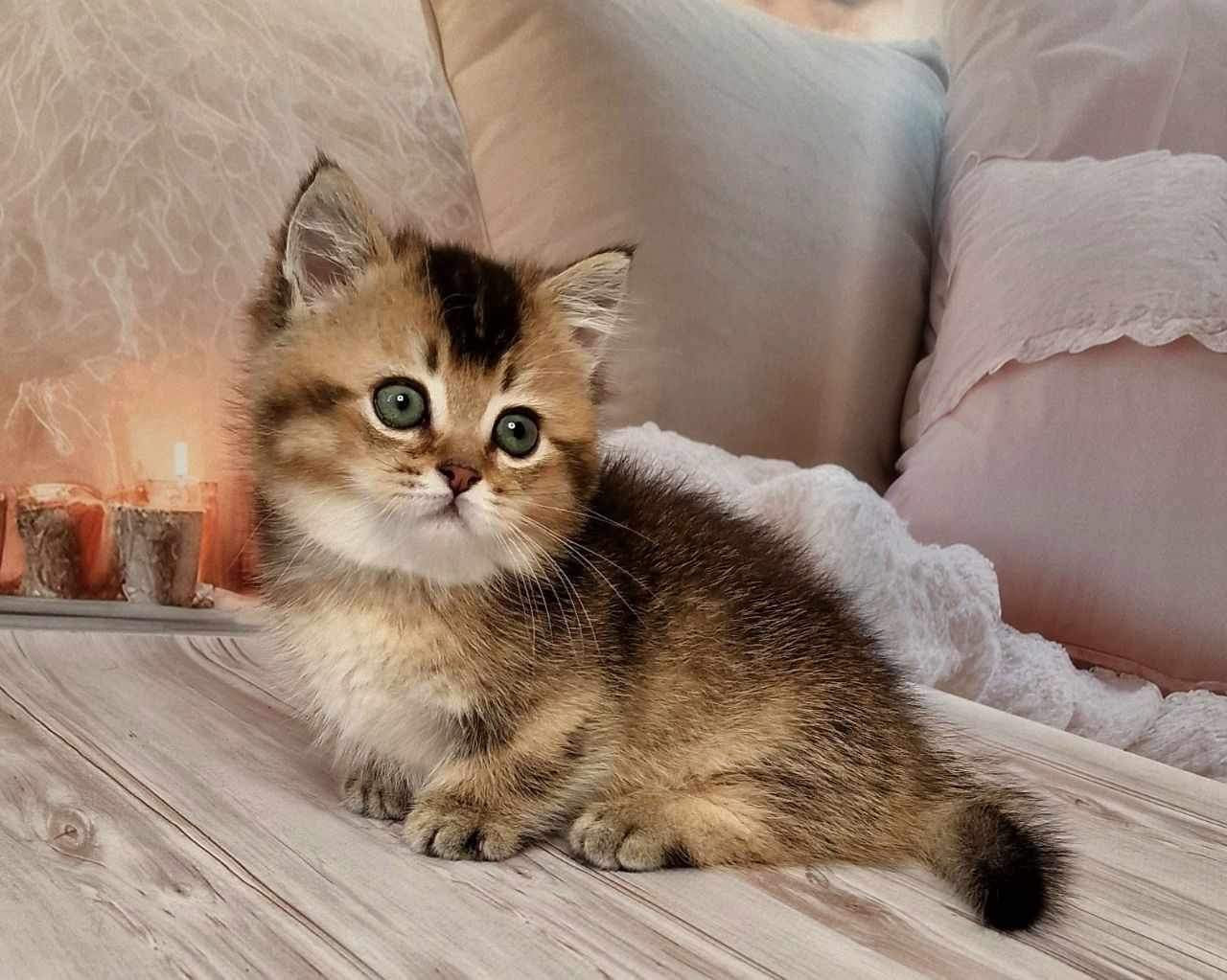 Mojo