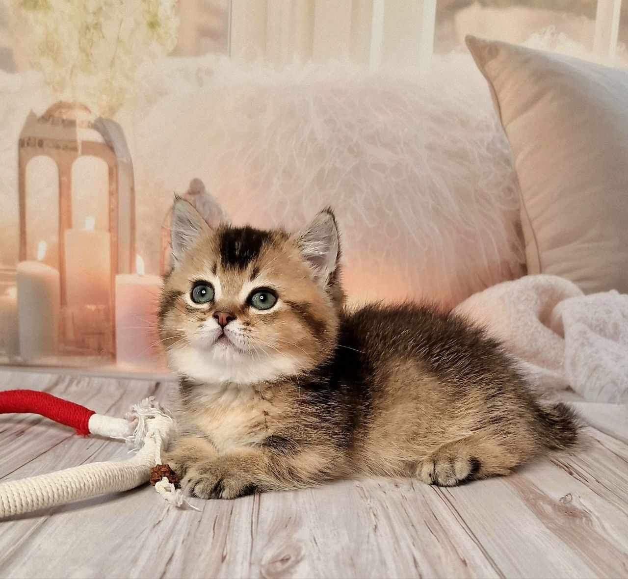 Mojo