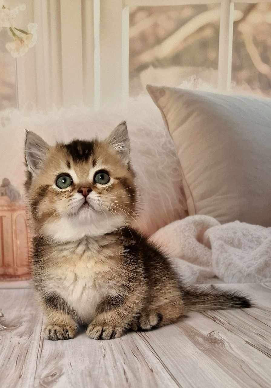 Mojo