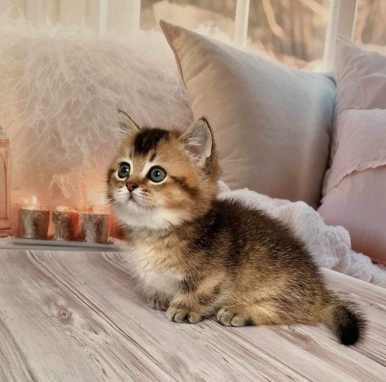Mojo