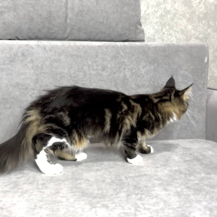 Mimi