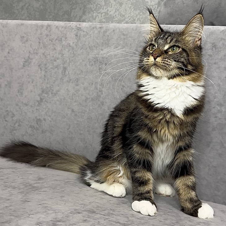 Mimi