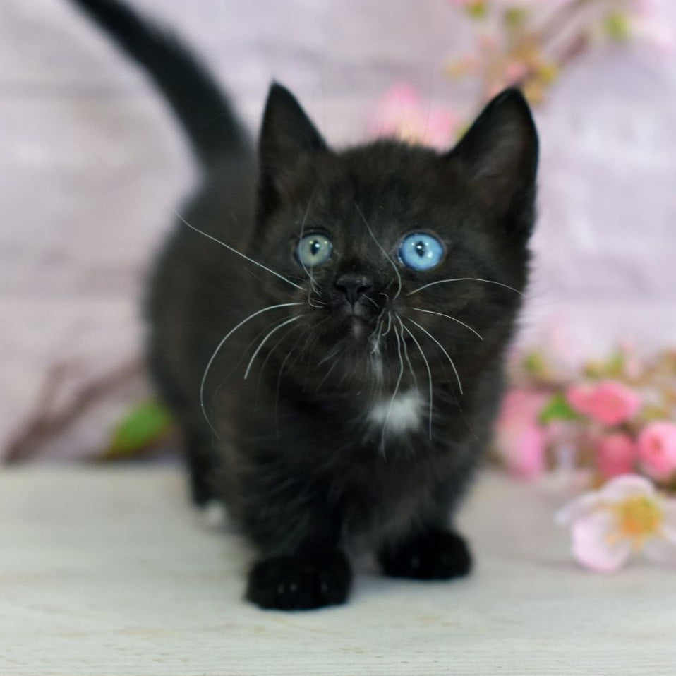 Luna