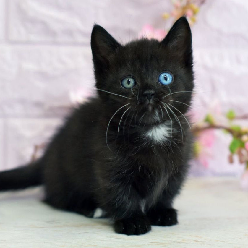 Luna