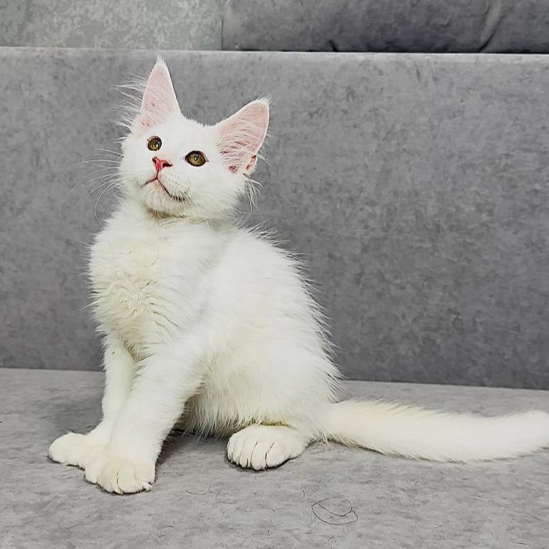 Sebastian