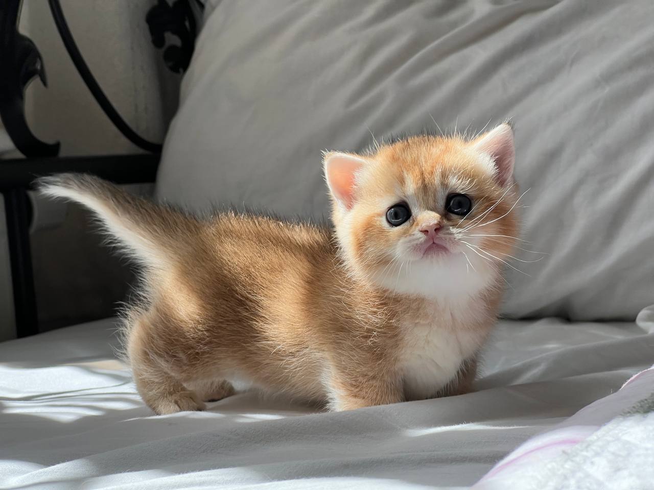 Lisa