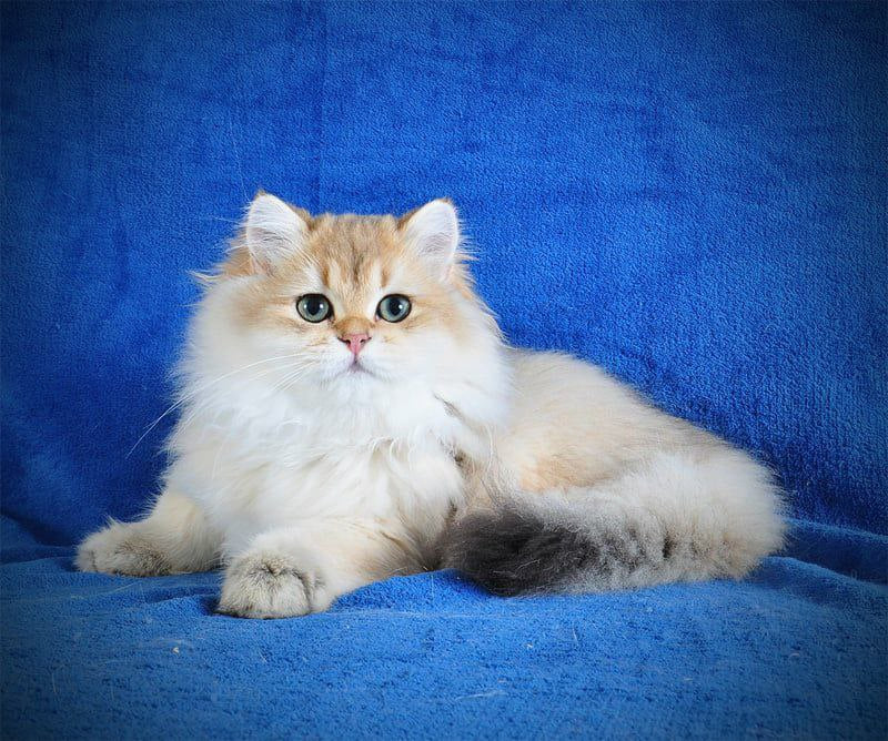 Elfik
