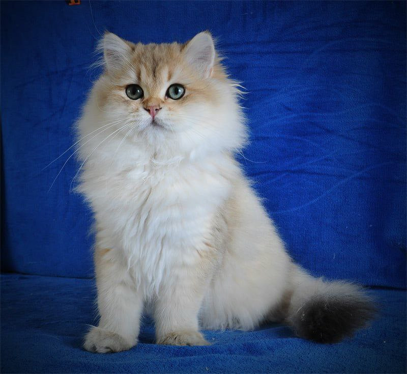 Elfik