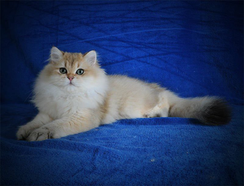 Elfik