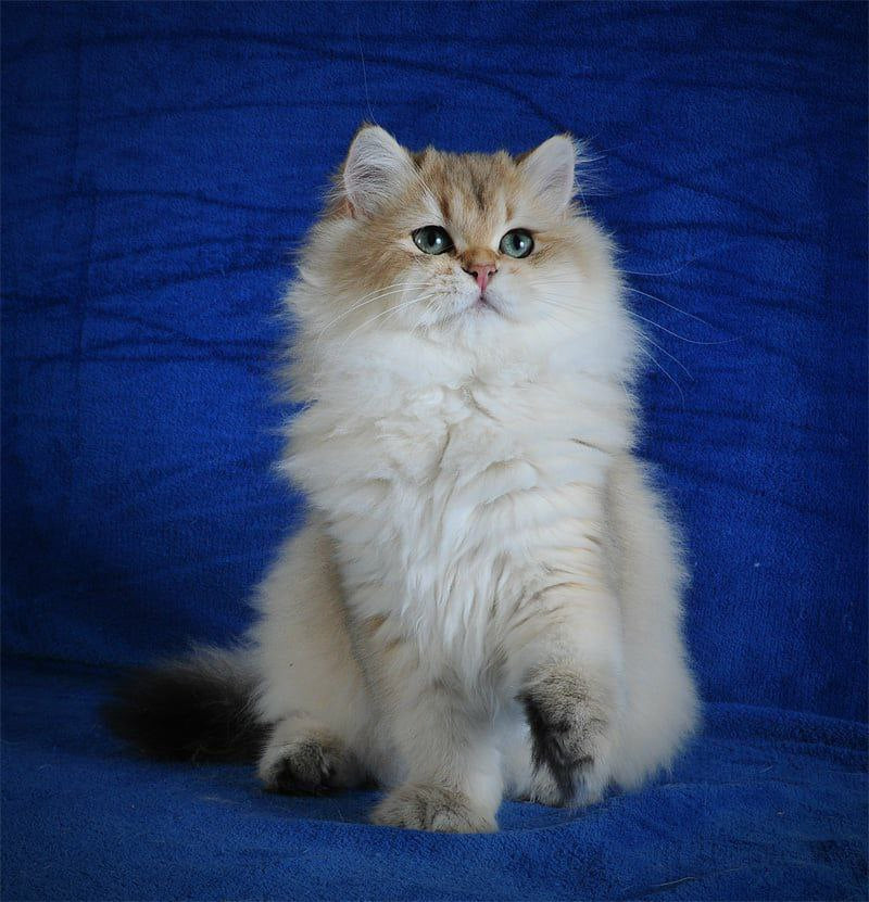 Elfik