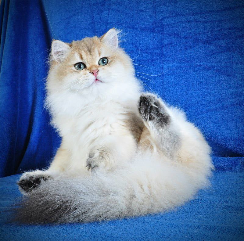 Elfik
