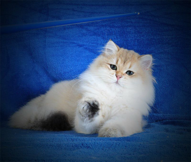 Elfik