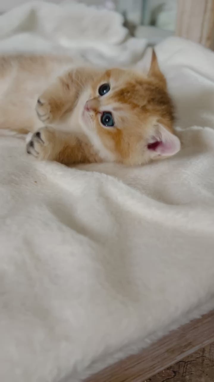Load and play video in Gallery viewer, Lisa