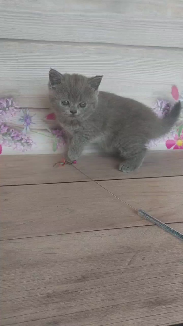 Load and play video in Gallery viewer, Roxy