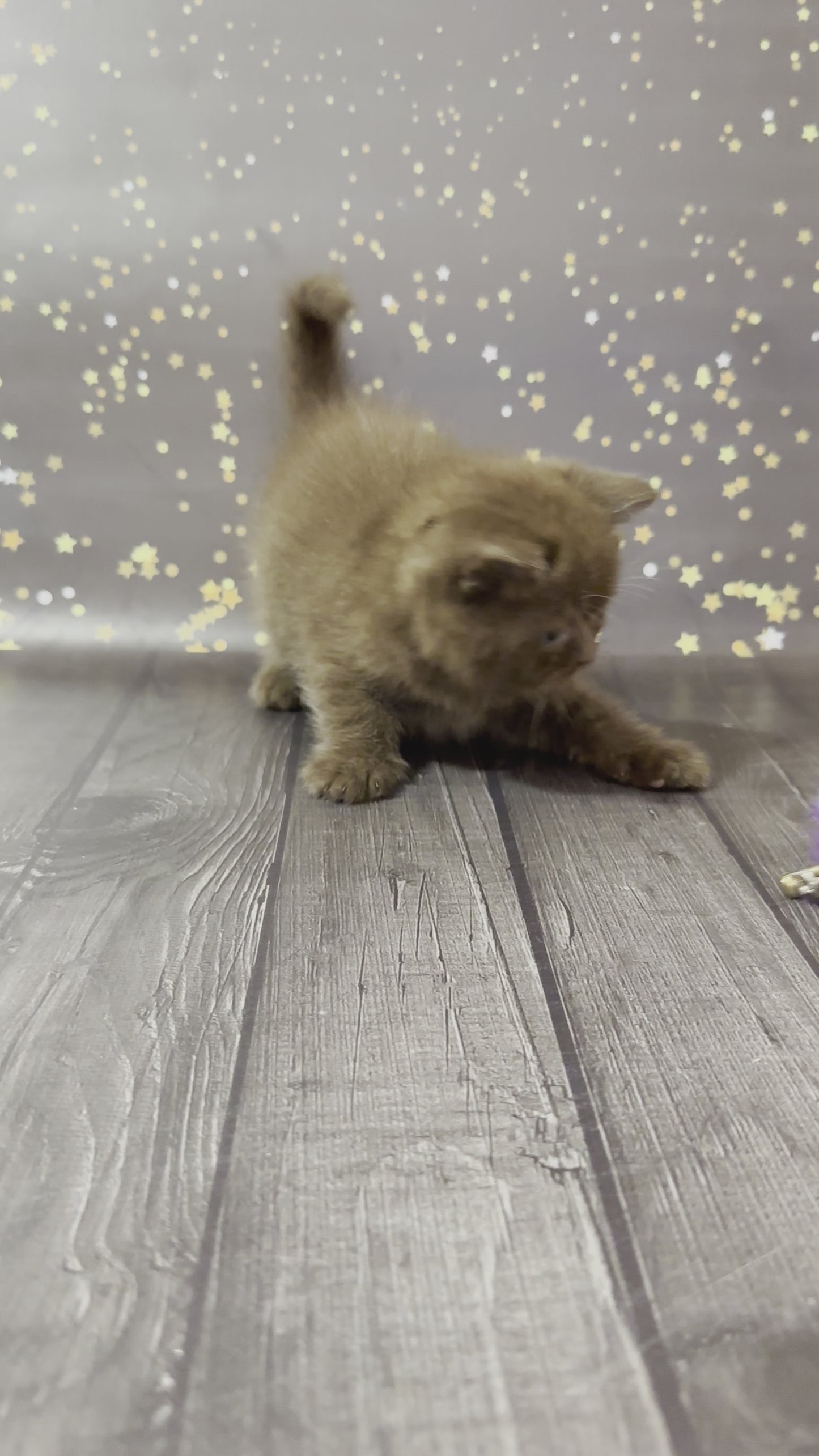 Load and play video in Gallery viewer, Veniamin