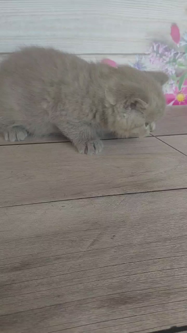 Load and play video in Gallery viewer, Robbie