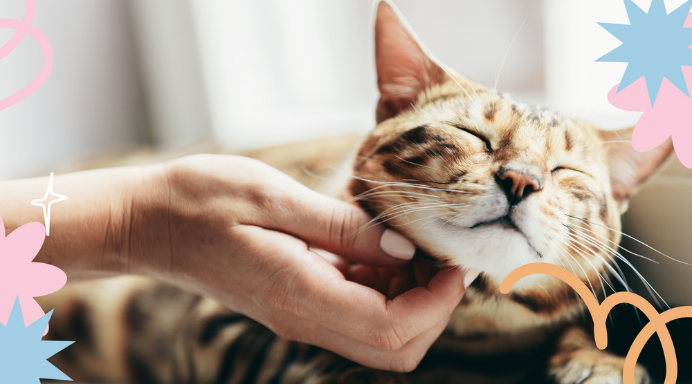 Cat enjoying me time with owner.