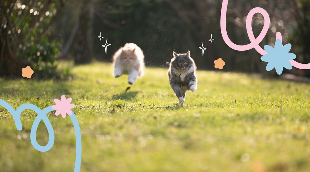 Purebred pals chase each other in a playful sprint.
