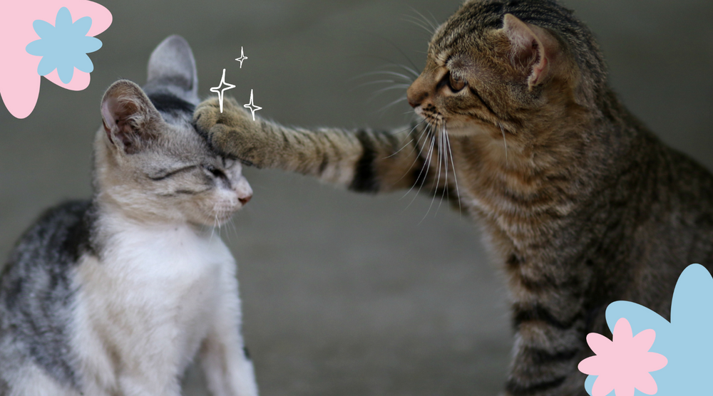 Bringing Home a Purebred Kitten: Tips for New Cat Owners