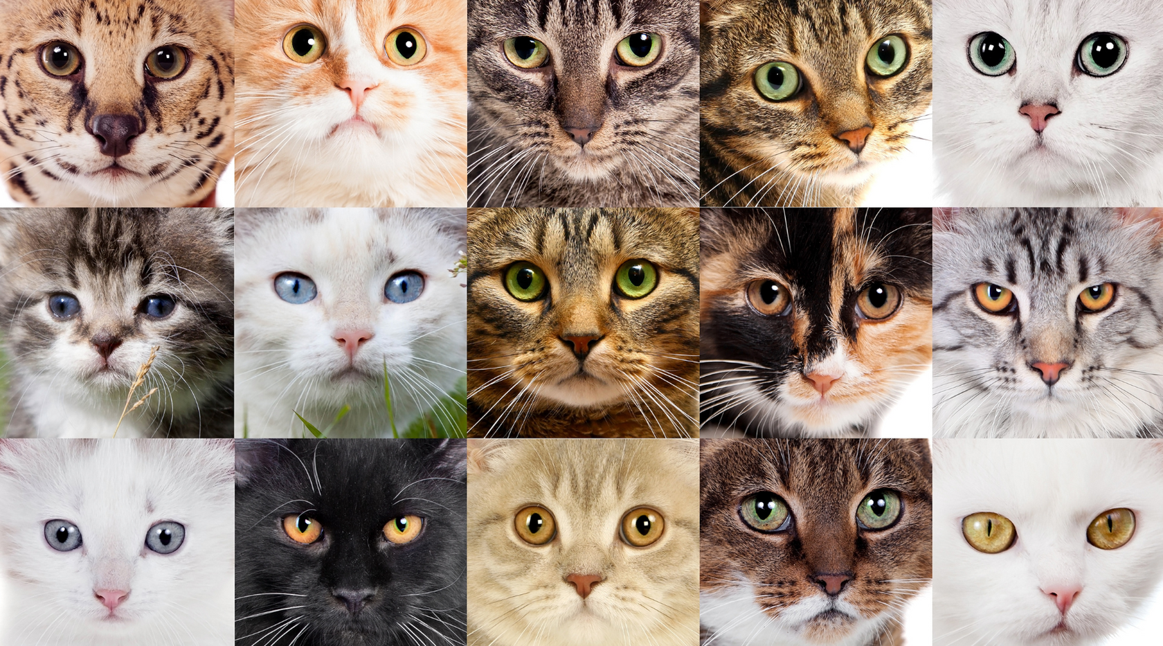 Cat Examples The Top 10 Most Popular Cat Breeds and Their Personalities – My Felidae