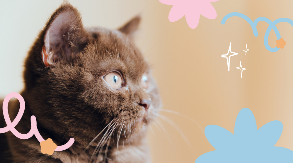 Beautiful brown cat with captivating eyes and sleek fur, curious.