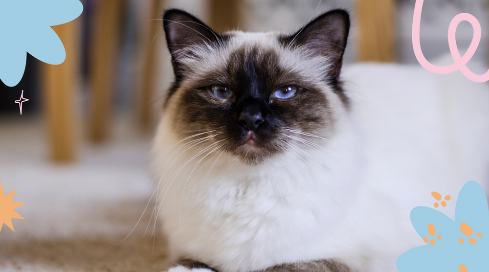 Burmese cat with bright eyes gazes intently.