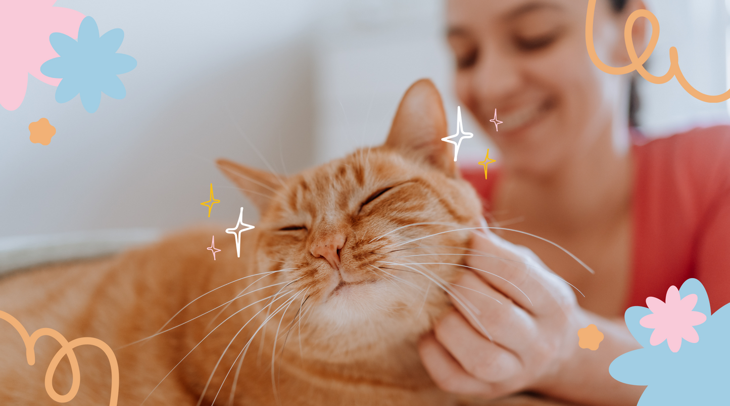 Smiling cat shares affection with its human companion.