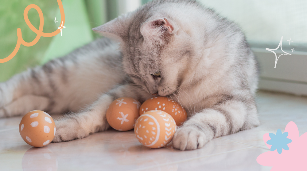 Curious cat investigates Easter treats.