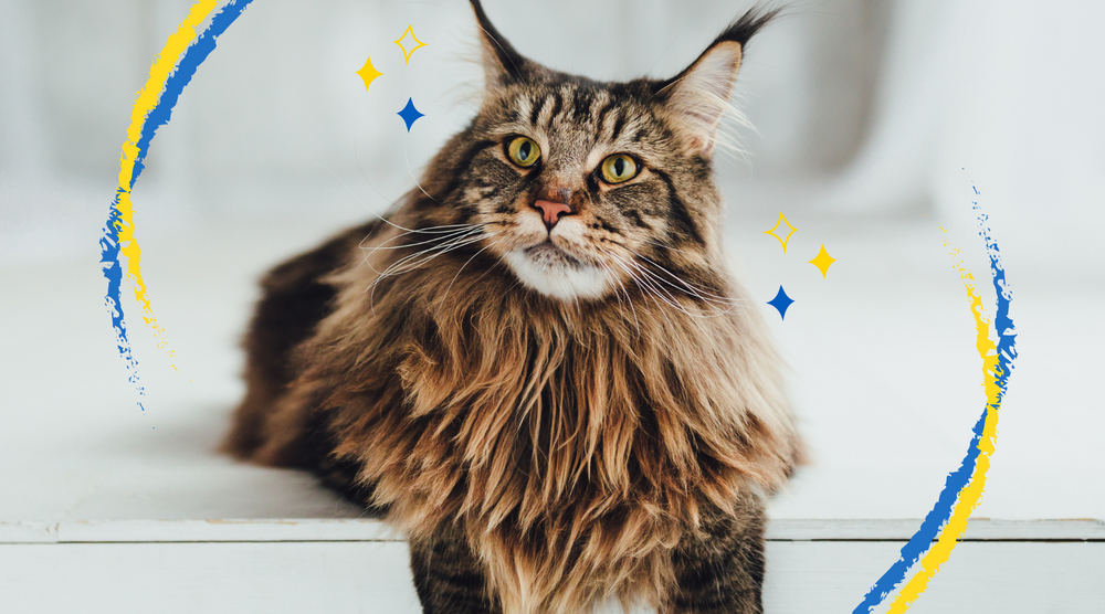 The Majestic Maine Coon: Learn All About This Unique Cat Breed