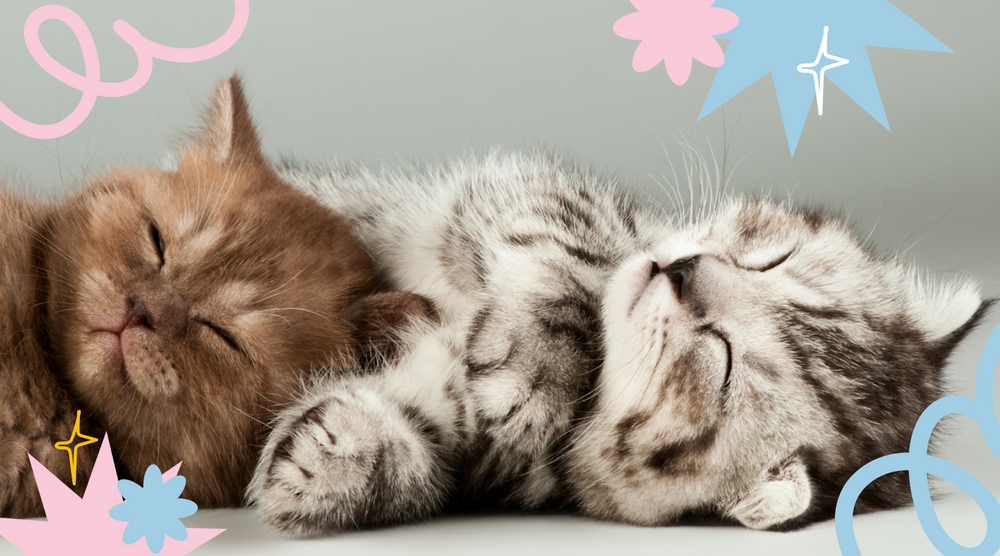 What Questions Will a Cat Breeder Ask Me: Essential Insights