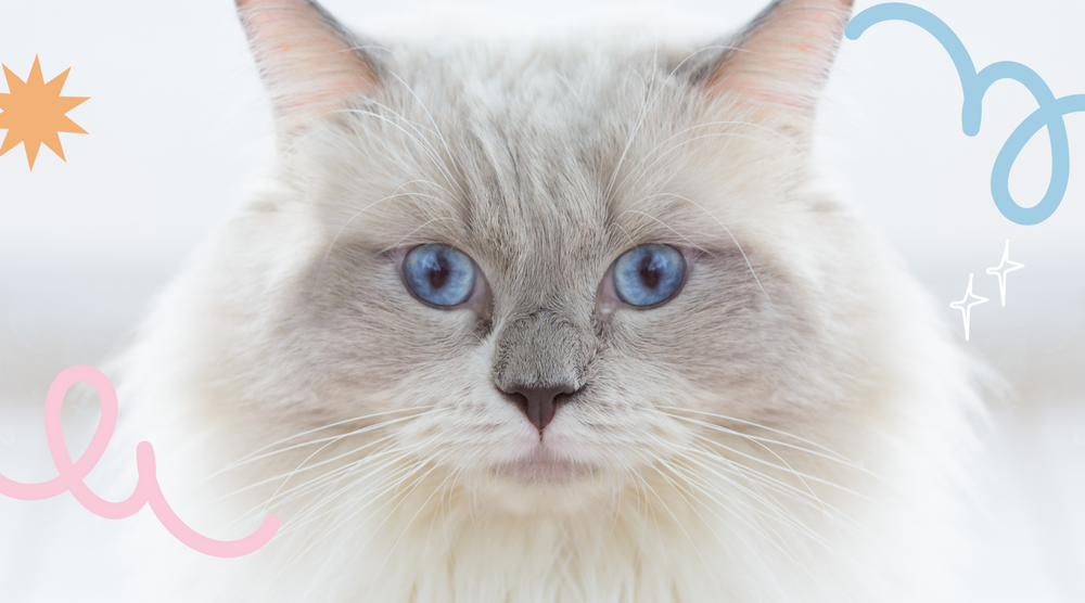 Munchkin cat with a regal pose.