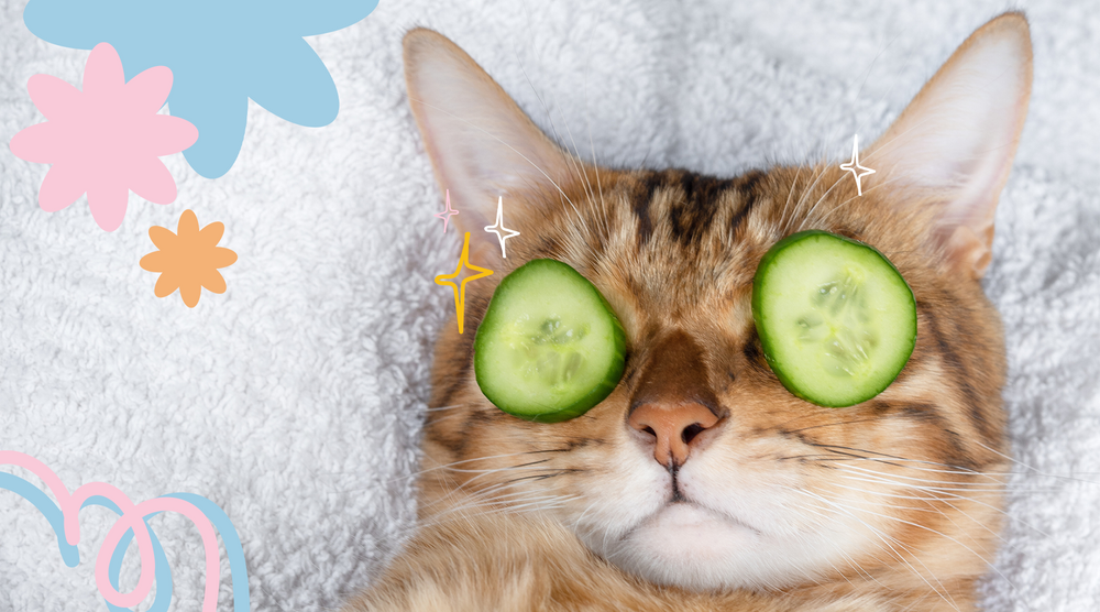 Photo of a cat with cucumbers on its eyes.
