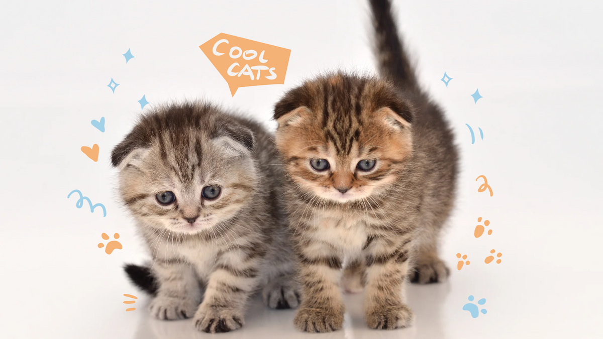 The Top 10 Most Popular Cat Breeds and Why They're So Beloved – My Felidae