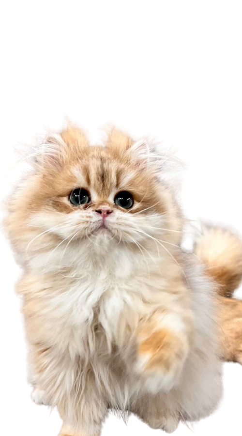 British Longhair Kittens