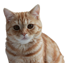 British Shorthair Kittens